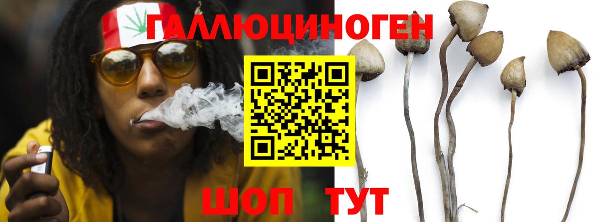 Псилоцибиновые грибы Psilocybe Армавир
